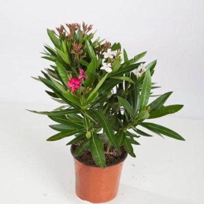 ERIUM OLEANDER BICOLOR C14 ARBUSTO