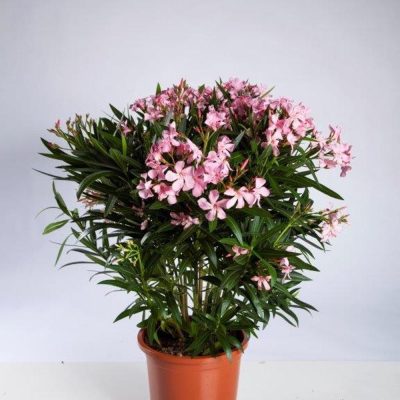 ERIUM OLEANDER C-22