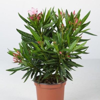 ERIUM OLEANDER C14-1.3L