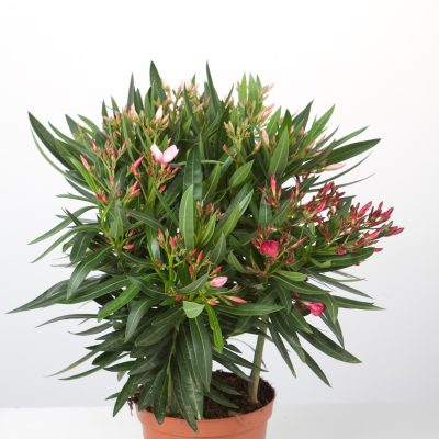ERIUM OLEANDER C19-3L TRICOLOR