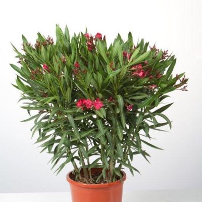 ERIUM OLEANDER C25-10L