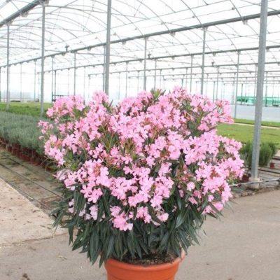 OC40-40L. ROSA