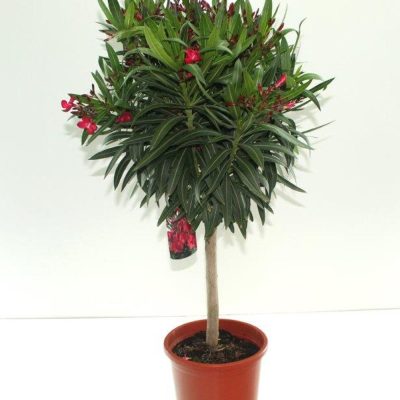 erium oleander C25 COPA